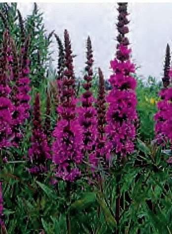 LYTRUM SALICARIA ROSY GEM GR.5 - Foto 2